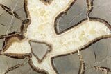Polished Septarian Nodule Half - Utah #378436-1